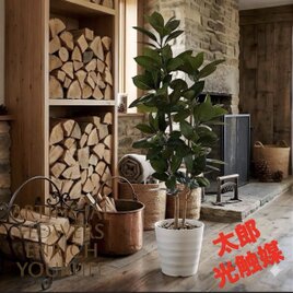 光触媒 観葉植物 ウォールグリーン フェイクグリーン ケナフと