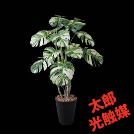 光触媒 人工観葉植物 ウォールグリーン フェイクグリーン トネリコ8050