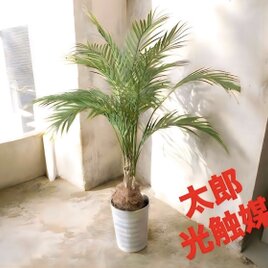 光触媒 人工観葉植物 ウォールグリーン フェイクグリーン 盆栽