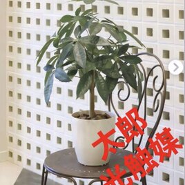 光触媒 人工観葉植物 ウォールグリーン 壁掛け ウッドボックスZP
