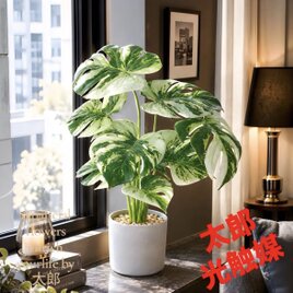 光触媒　人工観葉植物　ウォールグリーン　フェイクグリーン　プミラハンギング 光触媒 人工観葉植物 ウォールグリーン フェイクグリーン 吊り下げ