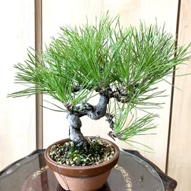 送料込み 黒松盆栽 28cm 9/30現在 盆栽 ! | iichi 日々の暮らしを