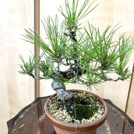 班入り五葉松　五葉松　35cm 五葉松盆栽　盆栽 匿名配送 ‼️ 送料込み 希少 35cm 9/30現在 班入り五葉松盆栽 | iichi 日々の暮らし