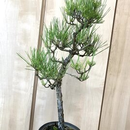 送料込み 黒松盆栽 28cm 9/30現在 盆栽 ! | iichi 日々の暮らしを