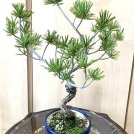 盆栽 黒松　28cm 匿名配送 ‼️ 送料込み 黒松盆栽 28cm 盆栽 ! | iichi 日々の暮らしを心地よくする