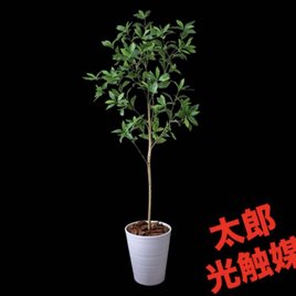 光触媒 人工観葉植物 ウォールグリーン フェイクグリーン ミディ胡蝶蘭
