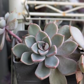 多肉植物 ピンクプリティ 1つ カット苗 | iichi 日々の暮らしを