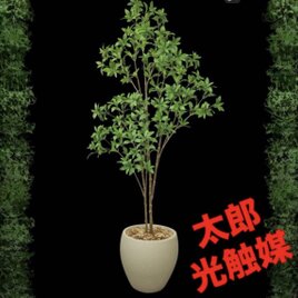 光触媒 人工観葉植物 ウォールグリーン フェイクグリーン シーグレープ