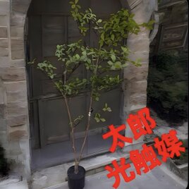 光触媒 人工観葉植物 ウォールグリーン フェイクグリーン 仏花 お供え