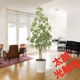 光触媒 観葉植物 ウォールグリーン フェイクグリーン クネクネパキラ