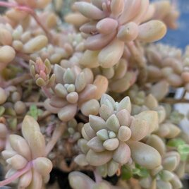 多肉植物 姫秀麗A 多肉植物 姫秀麗 15カット カット苗 | iichi 日々の暮らしを心地よく