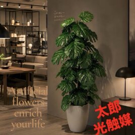光触媒 観葉植物 ウォールグリーン フェイクグリーン ハンギングフィロ