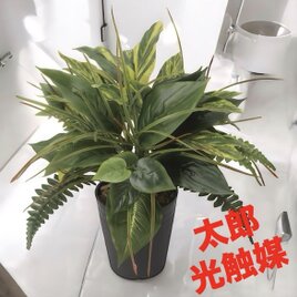 光触媒 人工観葉植物 ウォールグリーン フェイクグリーン ルミエルピエ