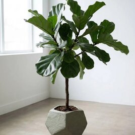3.5号 植木鉢 Anemone｜イソギンチャクのように揺らぐ3Dプリントの鉢
