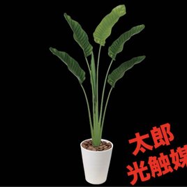 光触媒 人工観葉植物 ウォールグリーン フェイクグリーン トネリコ8050