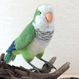 羊毛フェルト　オキナインコの画像