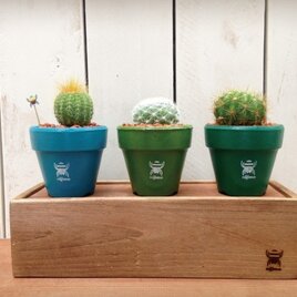 nijimo ミニサボテン木箱セット〈004〉