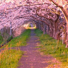 桜トンネルの画像