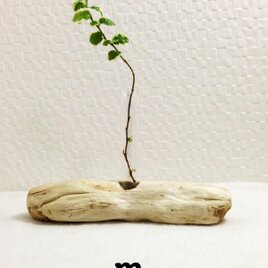 珍しい！真っ白い流木の一輪挿し