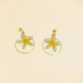 （再）黄×白　お花フープピアス