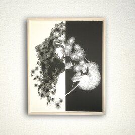 dandelion/タンポポの画像