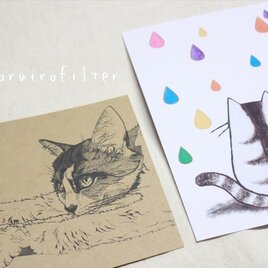 猫のポストカードセットの画像