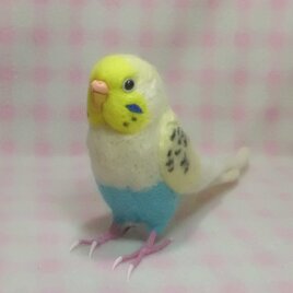 羊毛インコ　ぬいぐるみ　セキセイインコ　４色ハルクイン系　鼻の色変更可能　受注作成　ほぼライフサイズ　羊毛インコ　羊毛フェルト