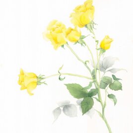ＲＯＳＥ【yellow】の画像