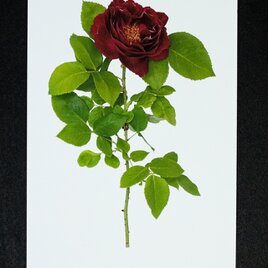 バラのポストカード　バロン・ジロード・ランの画像