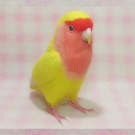 リアル コザクラインコ ルチノー　 ほぼライフサイズ 羊毛フェルト　受注作成　羊毛インコ　メモリアル　うちの子オーダー可能