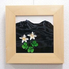 なつかしの山・思い出の花シリーズ「天狗岳・ミツバオウレン」の画像