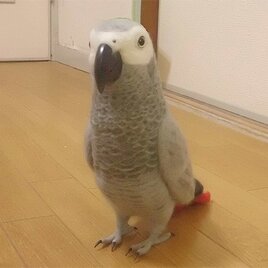 リアルサイズ！　ヨウム　ぬいぐるみ　受注作成　羊毛フェルト　羊毛インコ　羊毛ぬいぐるみ　工房小鳥屋さん
