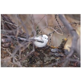 シマエナガの検索結果 ハンドメイド クラフト作品 手仕事品通販 Iichi ハンドメイド クラフト作品 手仕事品の通販