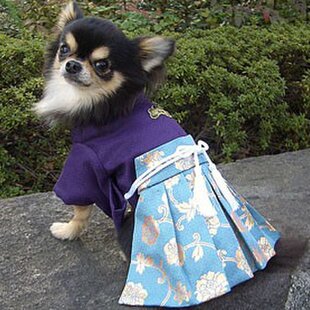 犬着物】若君 オーダーメイド 犬服 犬の着物 平安 | iichi 日々
