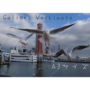 みなと神戸に咲く華 「ユリカモメ」 A3サイズ光沢写真横  写真のみ  送料無料 みなと神戸に咲く華 「ユリカモメ」 「カモメのいる暮らし」 A4サイズ