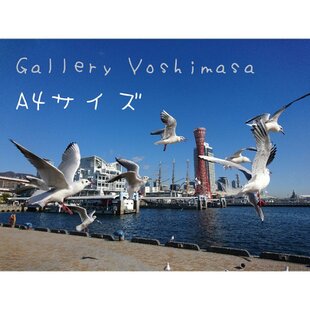 みなと神戸に咲く華 「ユリカモメ」 「カモメのいる暮らし」 A3 サイズ