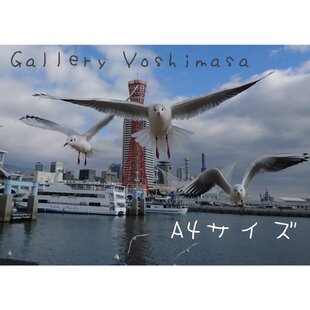 みなと神戸に咲く華 「ユリカモメ」 「カモメのいる暮らし」 A4サイズ