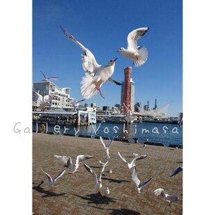 みなと神戸に架ける華 「神戸大橋」 「橋のある暮らし」A4サイズ光沢