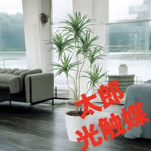 光触媒　人工観葉植物　ウォールグリーン　フェイクグリーン　2本ウンベラータ115 光触媒 人工観葉植物 ウォールグリーン フェイクグリーン ウンベラータ