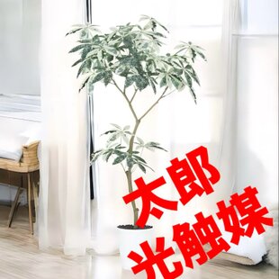 光触媒 人工観葉植物 ウォールグリーン フェイクグリーン エミリオロバ
