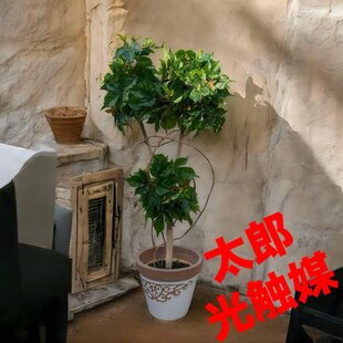 光触媒 人工観葉植物 ウォールグリーン フェイクグリーン イタリアン 