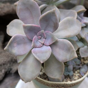 紫陽花のスワッグ ☆ antique green | iichi 日々の暮らしを心地よく