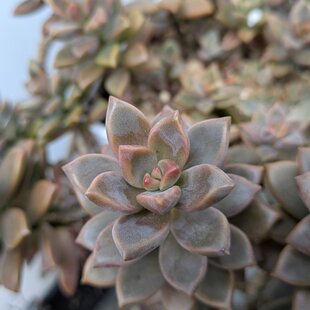 多肉植物 ブロンズ姫 2つ カット苗 | iichi 日々の暮らしを心地よく