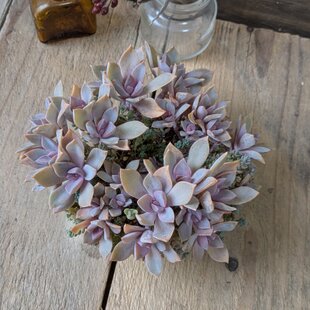 多肉植物 パープルディライト カット苗 1つ | iichi 日々の暮らしを