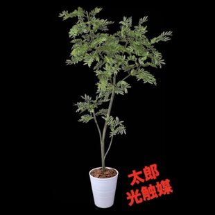 光触媒 人工観葉植物 ウォールグリーン フェイクグリーン マホニア