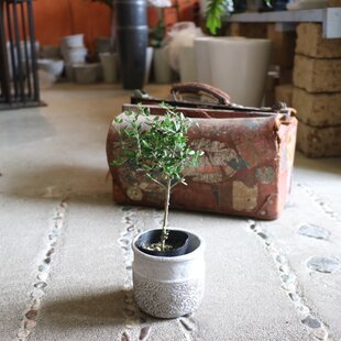 3つ足植木鉢 CC003 | iichi 日々の暮らしを心地よくするハンドメイドや