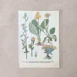 ブルガリア 古い植物図鑑の一頁 b | iichi 日々の暮らしを心地よくする