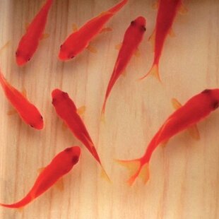 樹脂金魚 3D金魚アート ひのき 「咲」 プレゼント 誕生日 結婚 退職