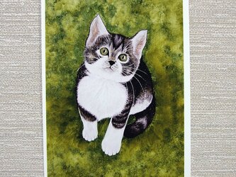 子猫と小鳥のﾎﾟｽﾄｶｰﾄﾞ2枚。の画像