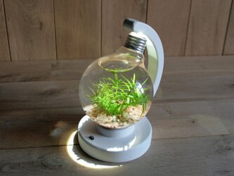 bulb terrarium ball whiteの画像